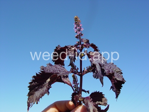 mint, perilla